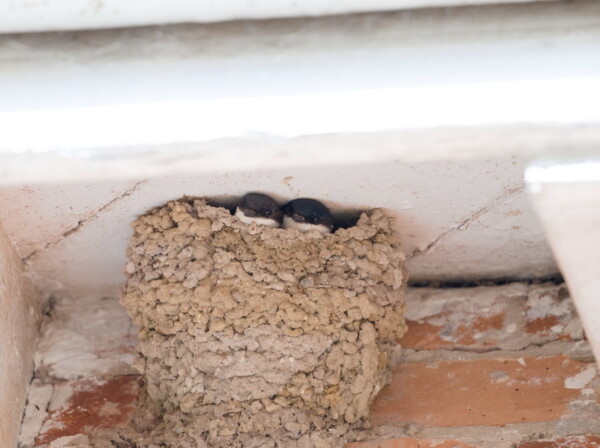 Big Garden Bird Watch 2025