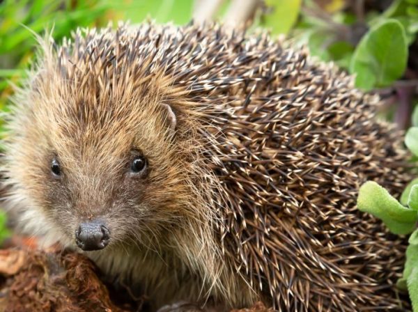 Hidden Heroes: Hedgehog Highways and Mammal Tunnels