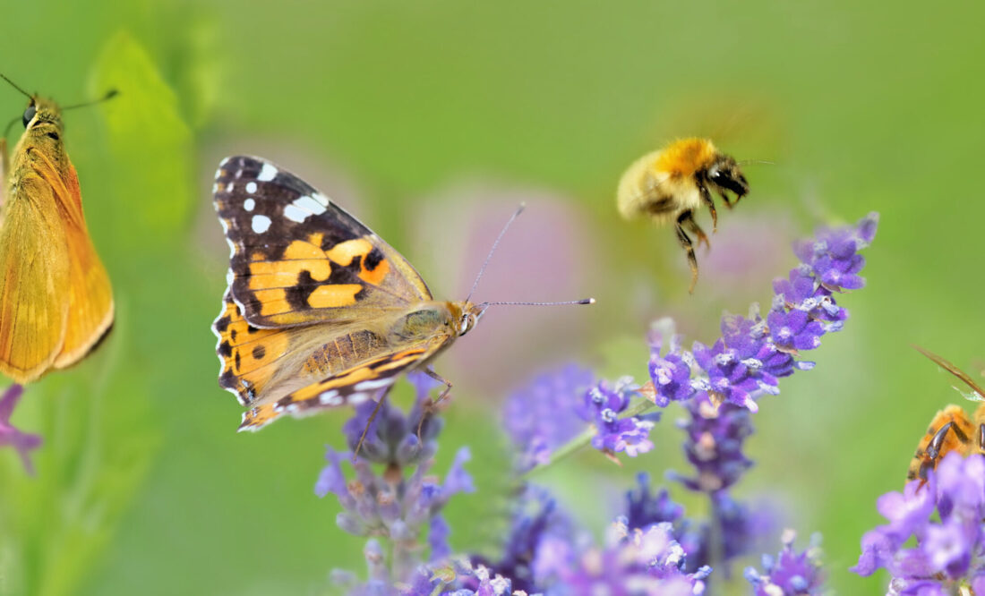 Easy Ways to Make Your Garden a Wildlife Haven